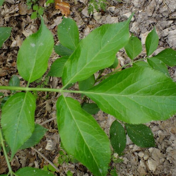 Sambucus nigra 葉