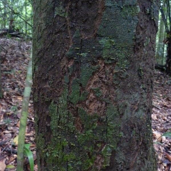 Guatteria citriodora Kéreg