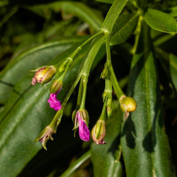 Talinum fruticosum പുഷ്പം