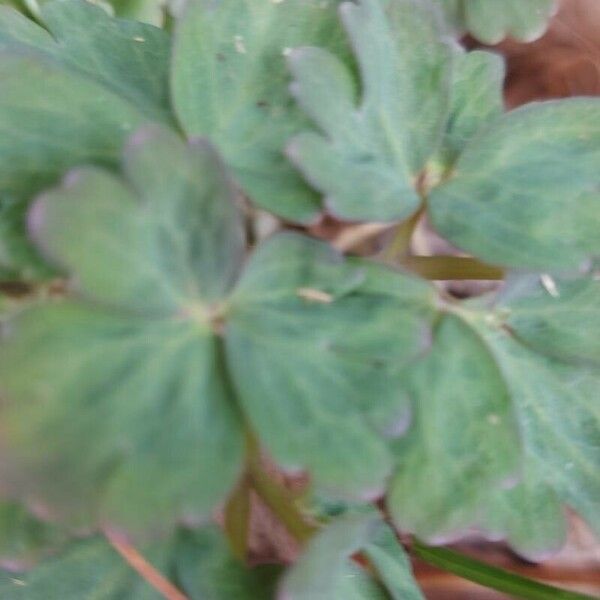 Aquilegia bernardii Leaf