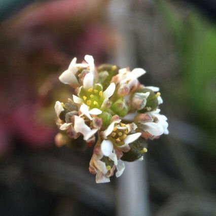 Cochlearia groenlandica Flower