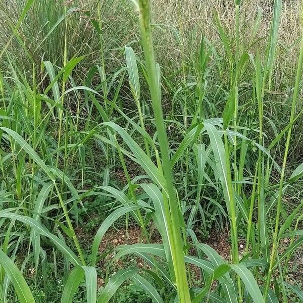 Sorghum halepense Blatt