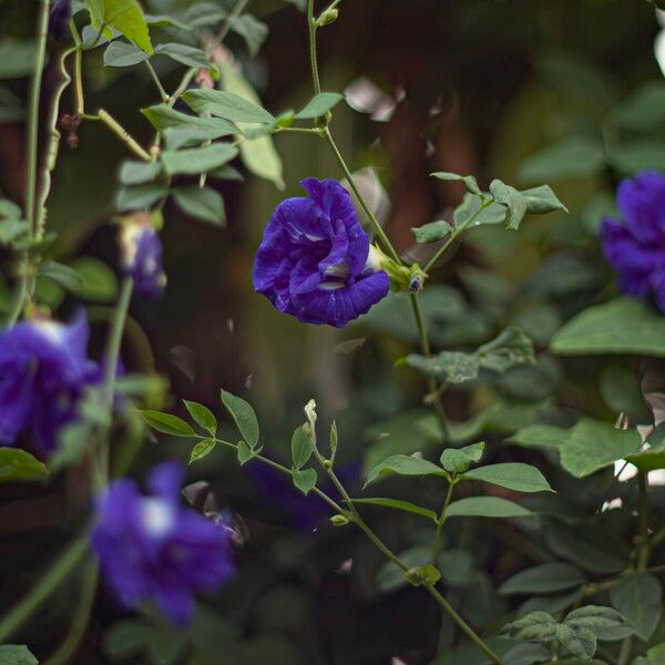 Clitoria ternatea Kvet