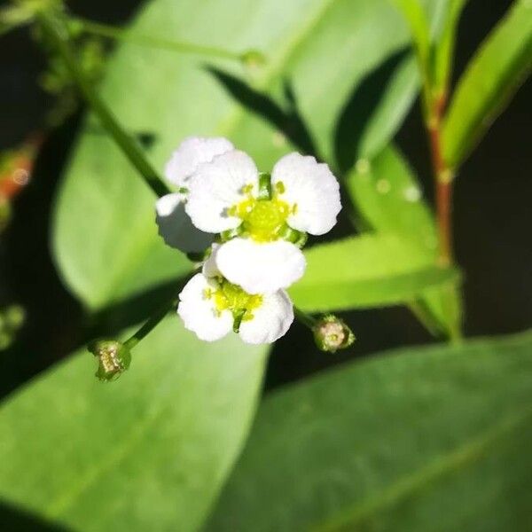 Alisma plantago-aquatica പുഷ്പം