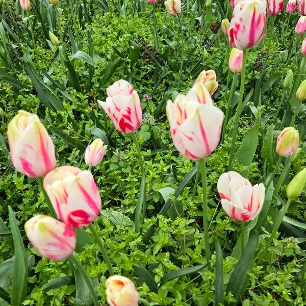 Tulipa agenensis Fiore