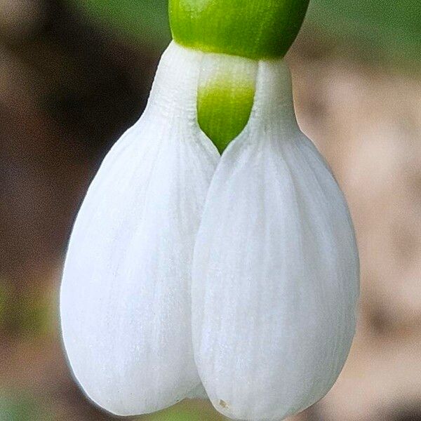 Galanthus elwesii Flower