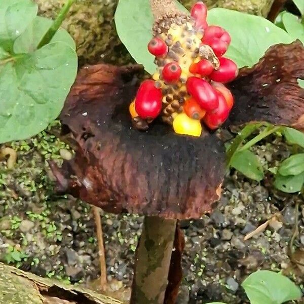 Amorphophallus paeoniifolius Natur