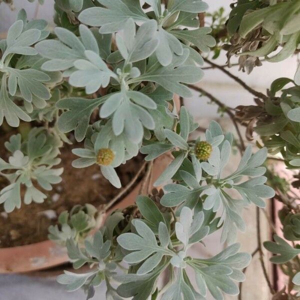 Artemisia stelleriana Flower