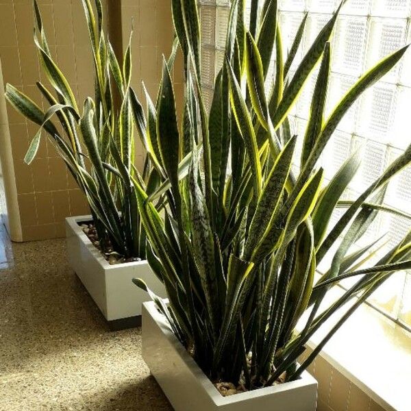 Sansevieria trifasciata ശീലം