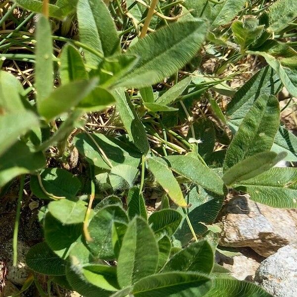 Trifolium alpestre পাতা