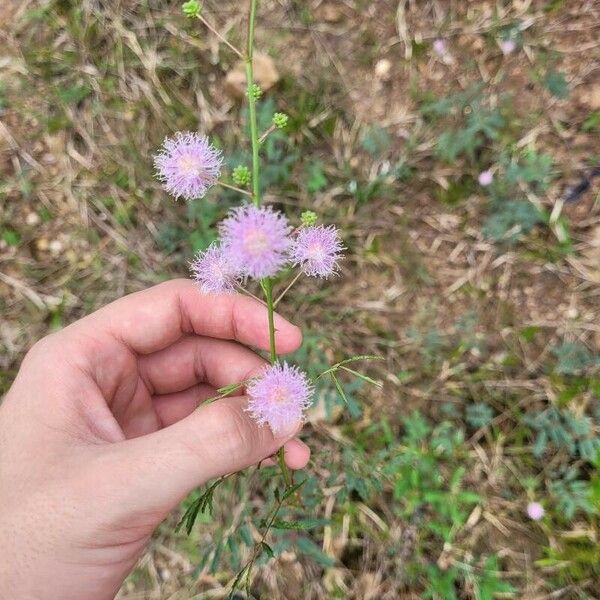 Mimosa quadrivalvis Žiedas