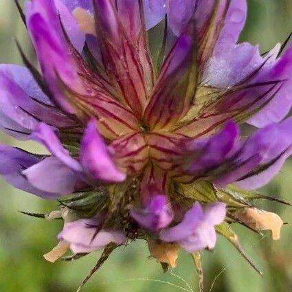 Bituminaria bituminosa Flower