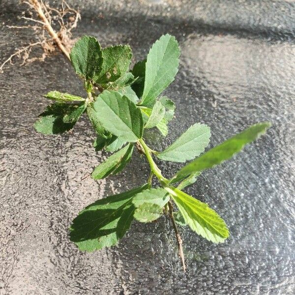 Sida rhombifolia Leaf