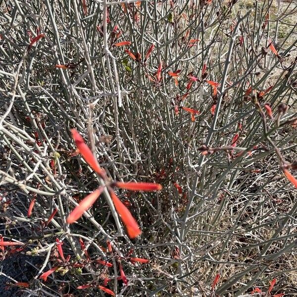 Erythrina flabelliformis Flor