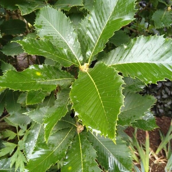 Quercus pontica Leaf