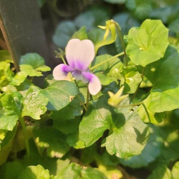 Viola hederacea Цвят
