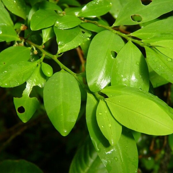 Erythroxylum coca Leaf