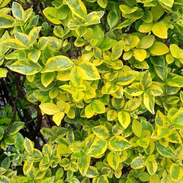 Ligustrum ovalifolium Yeri