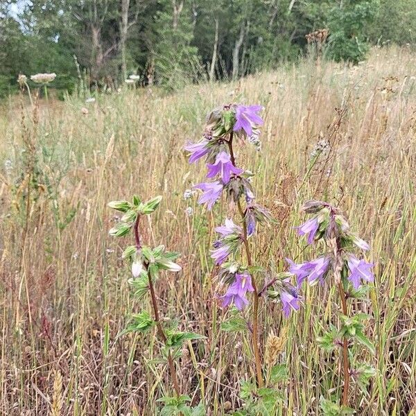 Campanula trachelium Цвят