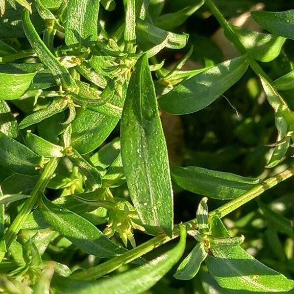 Symphyotrichum dumosum List