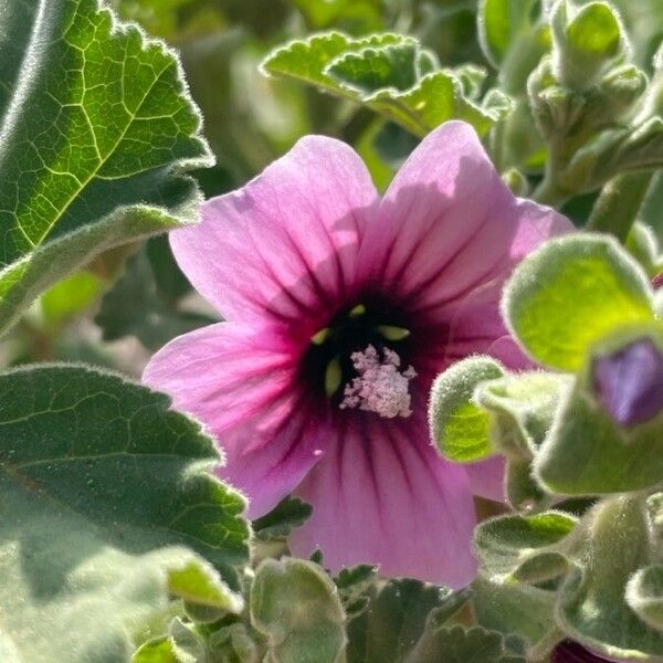 Malva arborea Virág