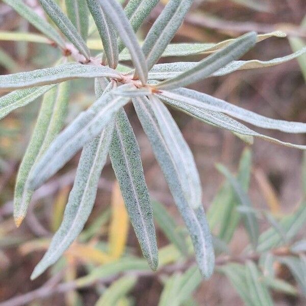 Hippophae rhamnoides Leaf