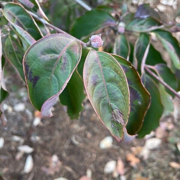 Cornus hongkongensis Foglia