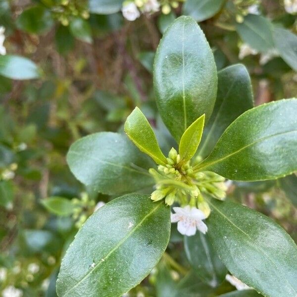 Myoporum laetum Blatt