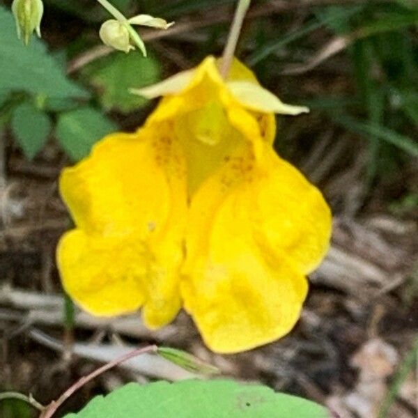 Impatiens noli-tangere Flor