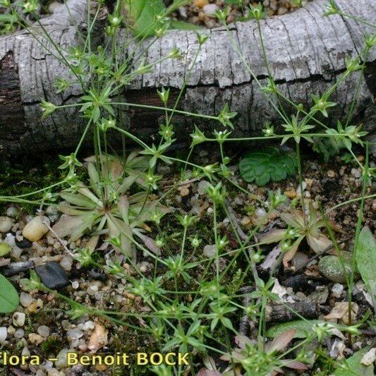 Androsace elongata Vekstform