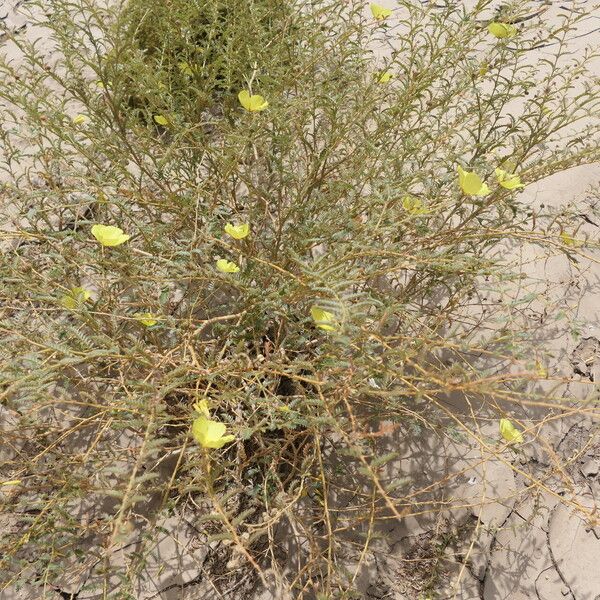 Tribulus zeyheri Celota