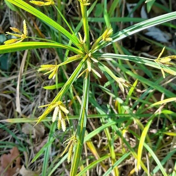 Cyperus imbricatus Habitus