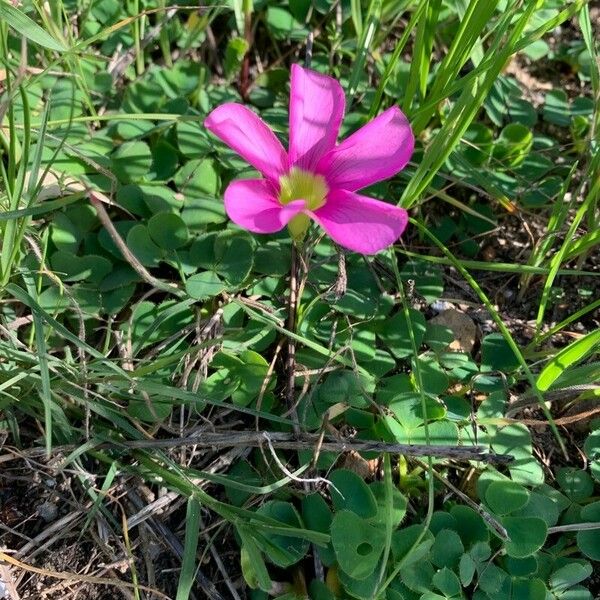 Oxalis purpurea Flower