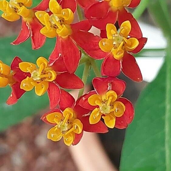 Asclepias syriaca Fiore