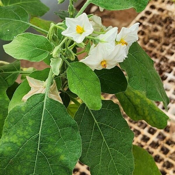 Solanum aethiopicum অভ্যাস