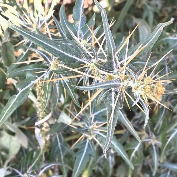 Xanthium spinosum Flower