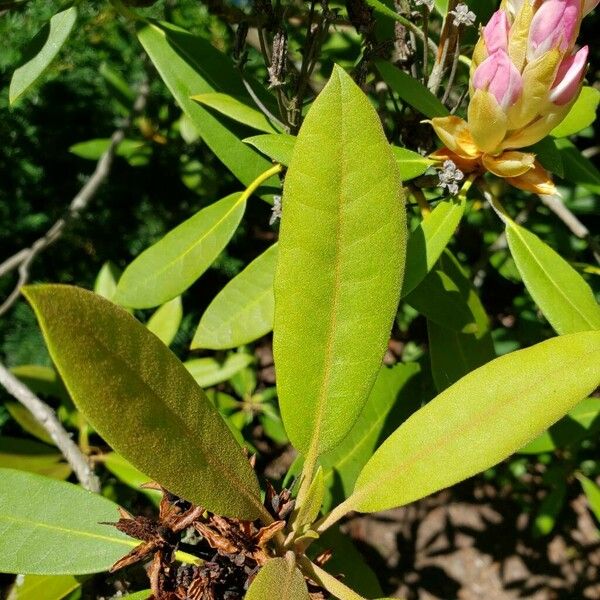 Rhododendron maximum Liść