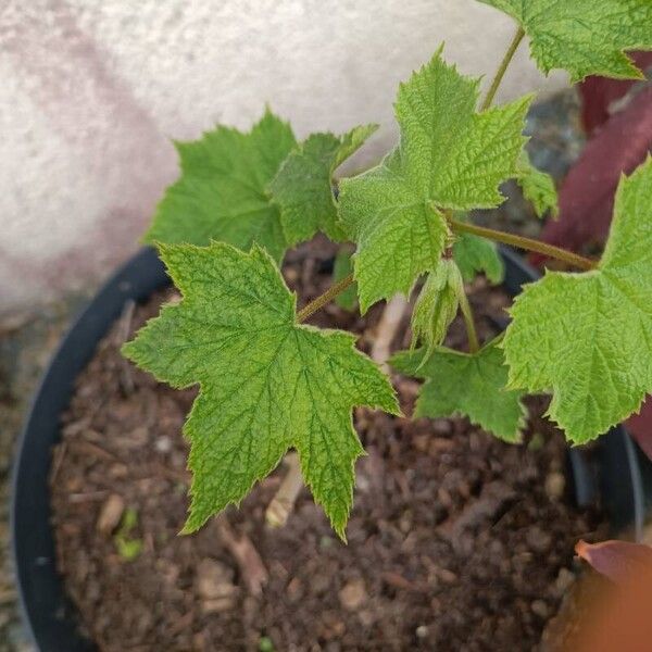 Rubus odoratus Leaf