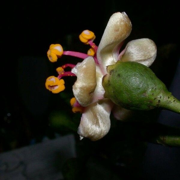 Ceiba pentandra Flower