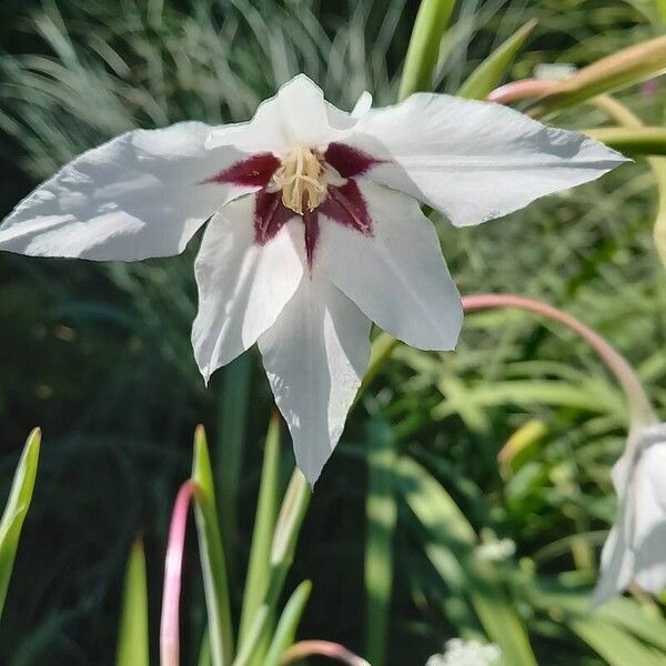 Gladiolus abyssinicus Blomst