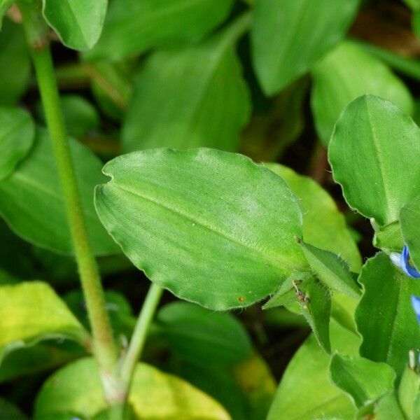 Commelina benghalensis Leaf