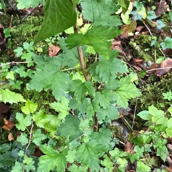 Ribes alpinum पत्ता