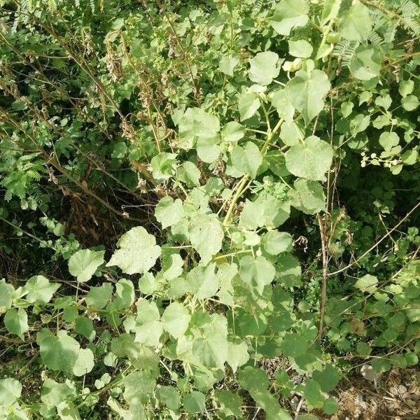 Abutilon hirtum Hostoa