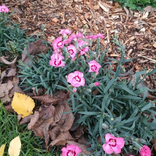 Dianthus caryophyllus Květ