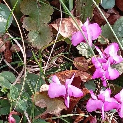 Cyclamen coum Flor