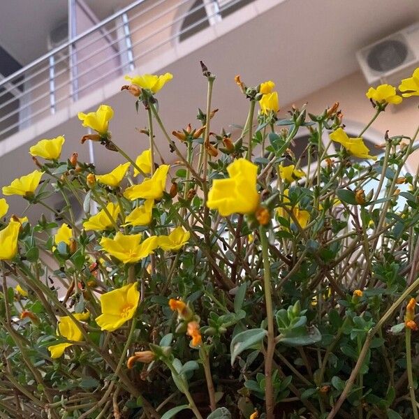 Portulaca umbraticola Flor