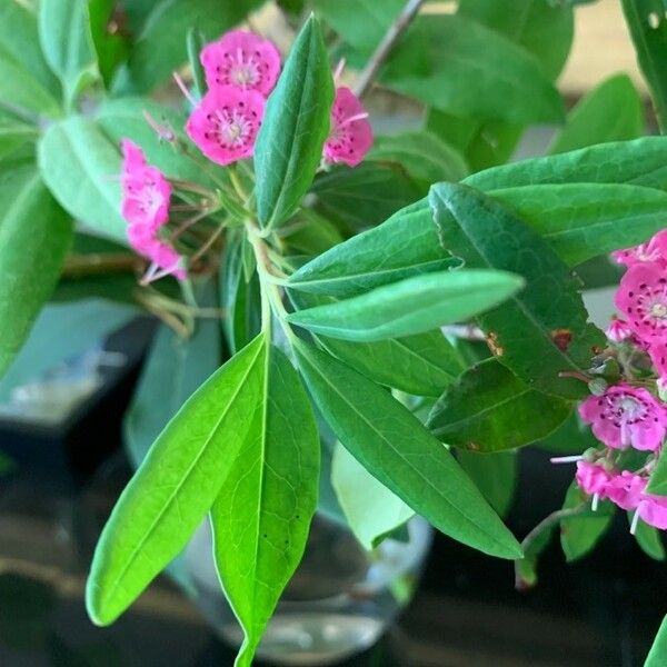 Kalmia angustifolia 花