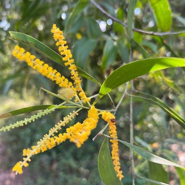 Acacia auriculiformis Kwiat