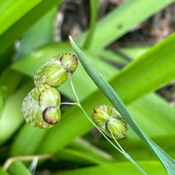 Briza maxima Flors