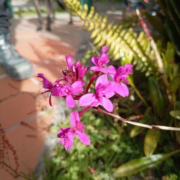 Epidendrum secundum Fiore